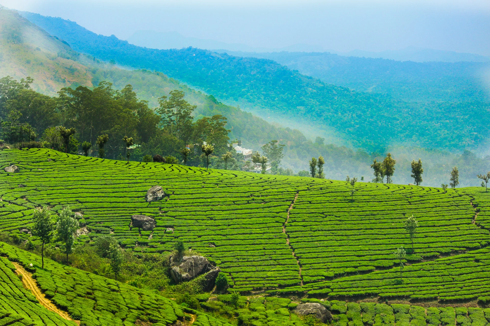 colline munnar