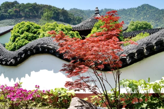 CINA generica scaled